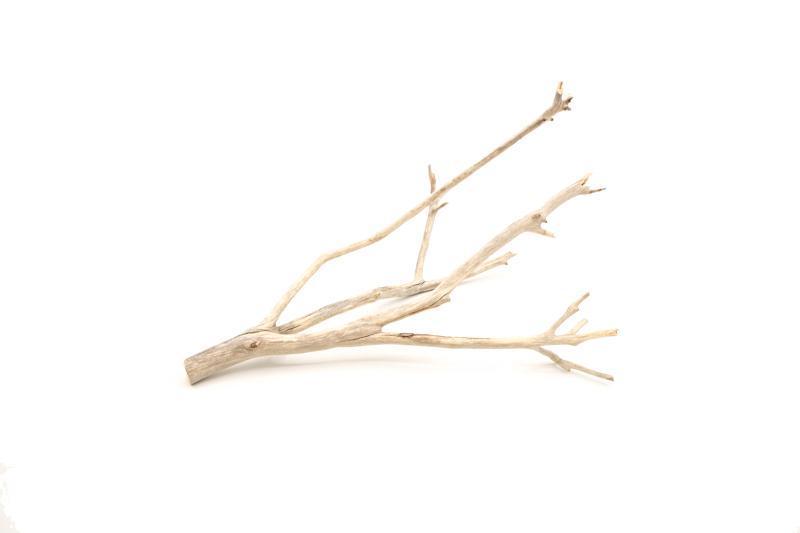 Natural Manzanita Driftwood piece with twisted branches, ideal for decorative or craft use, showcasing its textured, weathered surface.