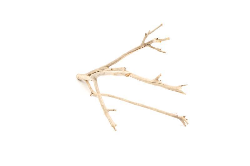 Natural Manzanita Driftwood piece with twisted branches, showcasing smooth, weathered wood suitable for decorations or art projects.