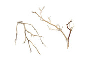 Natural Manzanita Driftwood piece with twisted branches and smooth texture, perfect for home decor or terrariums.