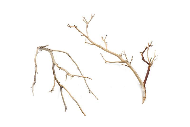 Natural Manzanita Driftwood piece with twisted branches and smooth texture, perfect for home decor or terrariums.