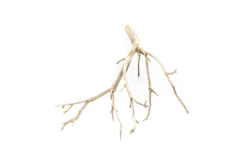 Natural Manzanita Driftwood piece with smooth, twisted branches, showcasing its unique, weathered texture and organic shape.