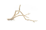 Natural Manzanita Driftwood piece with twisted branches, showcasing its smooth, weathered surface and unique organic shape.