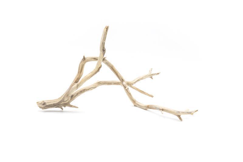 Natural Manzanita Driftwood piece with twisted branches, showcasing its smooth, weathered surface and unique organic shape.