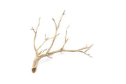 Natural Manzanita Driftwood piece with twisted branches and smooth, weathered surface, ideal for home decor or crafting.