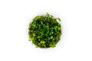 Marsilea Angustifolia Aquatic Farmer Tissue Culture Aquatic Plant - Buce Plant