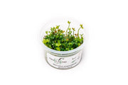 Marsilea Angustifolia Aquatic Farmer Tissue Culture Aquatic Plant - Buce Plant