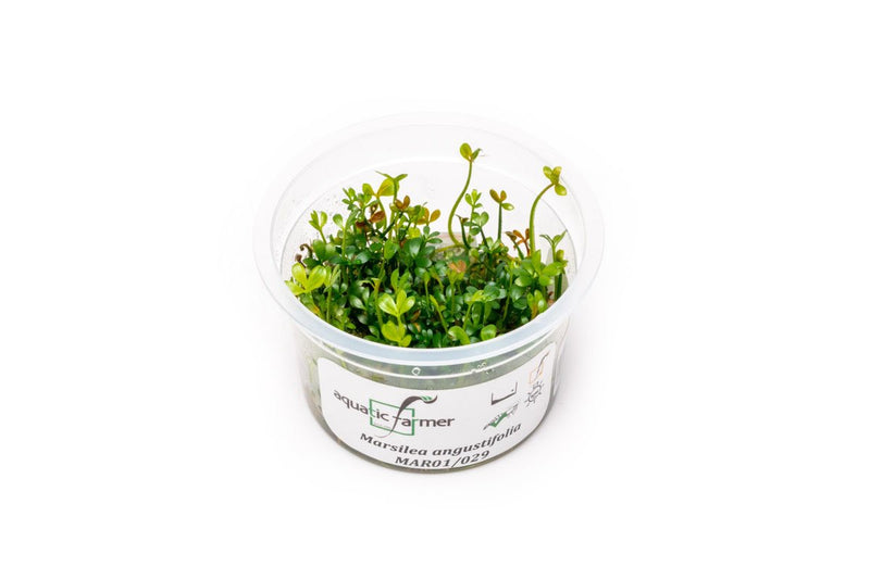 Marsilea Angustifolia Aquatic Farmer Tissue Culture Aquatic Plant - Buce Plant