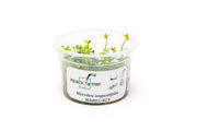 Marsilea Angustifolia Aquatic Farmer Tissue Culture Aquatic Plant - Buce Plant