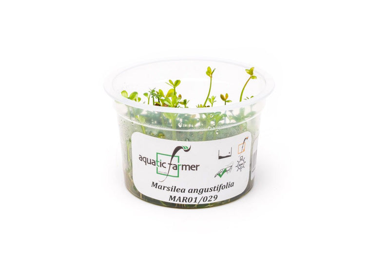 Marsilea Angustifolia Aquatic Farmer Tissue Culture Aquatic Plant - Buce Plant