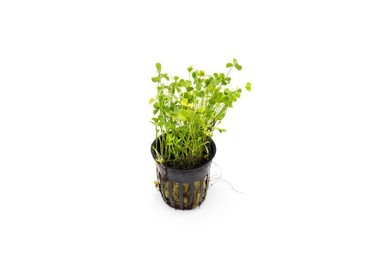 Healthy Marsilea Crenata aquatic plant from CPA with lush green, clover-like leaves suitable for freshwater aquariums.