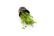 Healthy Marsilea Crenata aquatic plant with lush green, clover-like leaves, ideal for freshwater aquariums.
