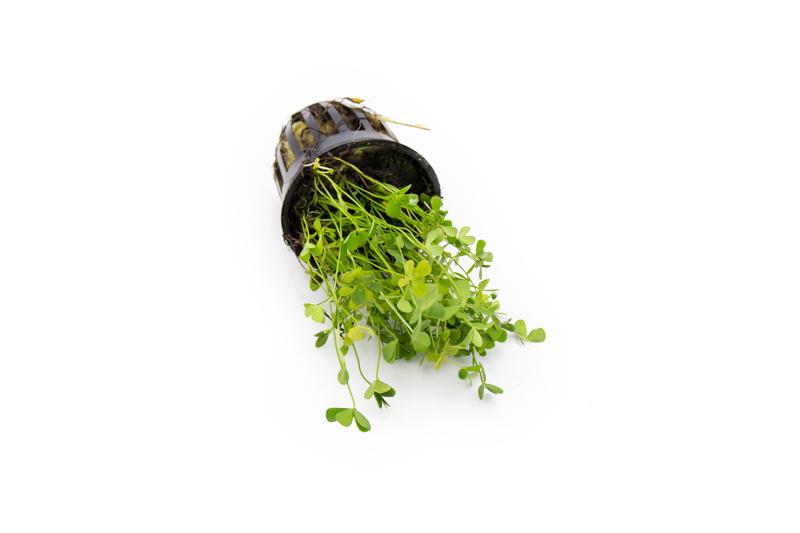 Healthy Marsilea Crenata aquatic plant with lush green, clover-like leaves, ideal for freshwater aquariums.