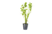 Healthy Marsilea Hirsuta aquatic plant from CPA with lush green clover-like leaves suitable for freshwater aquariums.