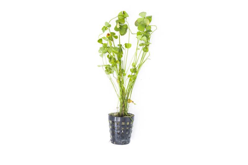 Healthy Marsilea Hirsuta aquatic plant from CPA with lush green clover-like leaves suitable for freshwater aquariums.