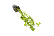 Healthy Marsilea Hirsuta aquatic plant from CPA with lush green, detailed leaves perfect for freshwater aquariums.