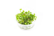Marsilea Hirsuta Aquatic Farmer Tissue Culture Aquatic Plant - Buce Plant