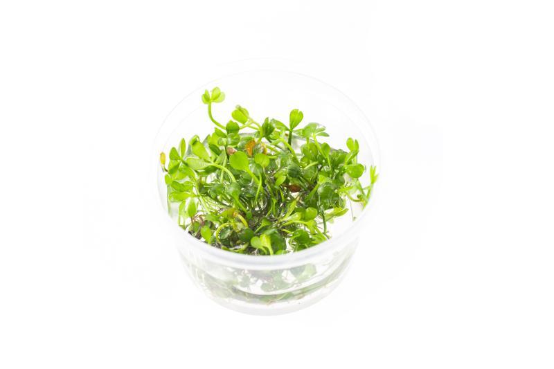 Marsilea Hirsuta Aquatic Farmer Tissue Culture Aquatic Plant - Buce Plant