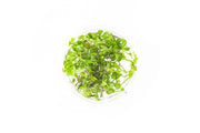 Marsilea Hirsuta Aquatic Farmer Tissue Culture Aquatic Plant - Buce Plant