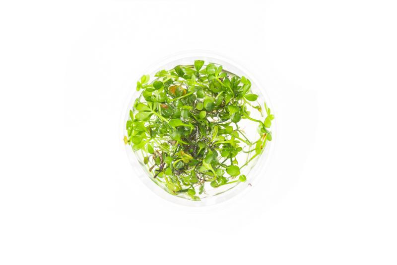Marsilea Hirsuta Aquatic Farmer Tissue Culture Aquatic Plant - Buce Plant