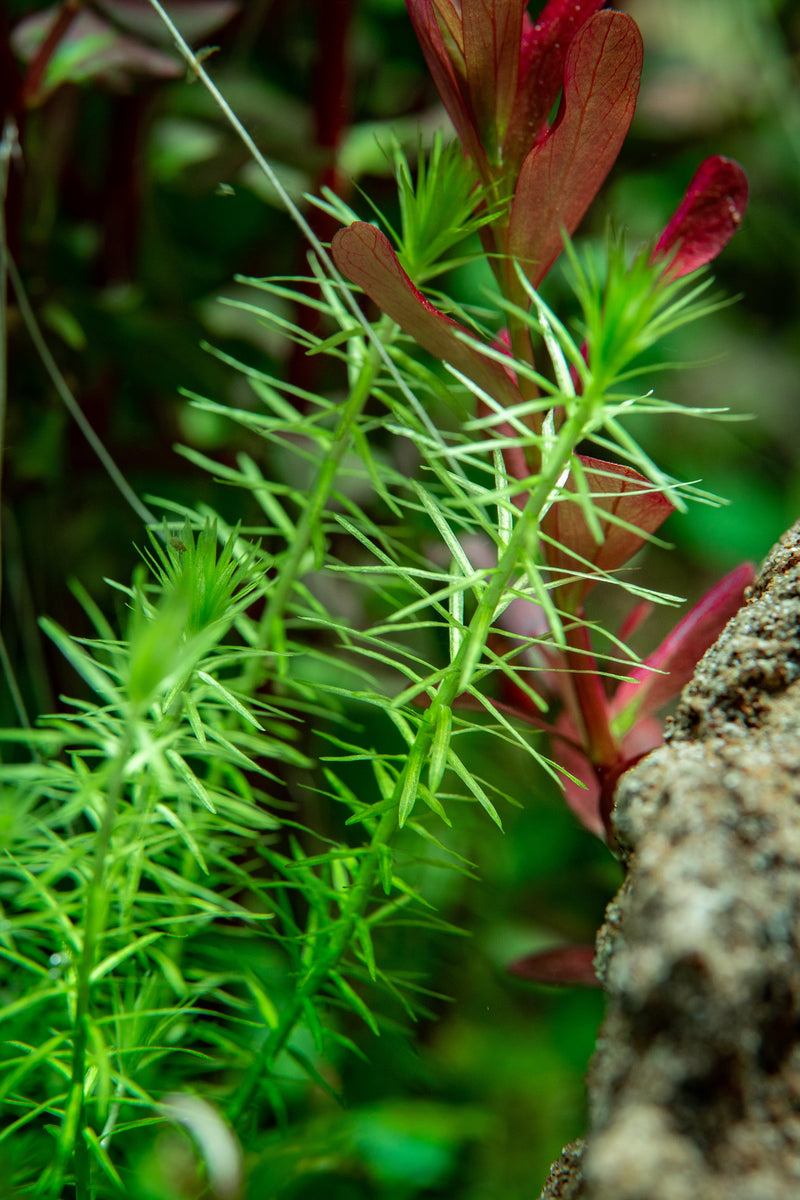 Mayaca Fluviatilis aquatic plant from ACW, featuring vibrant green, grass-like foliage ideal for freshwater aquariums.