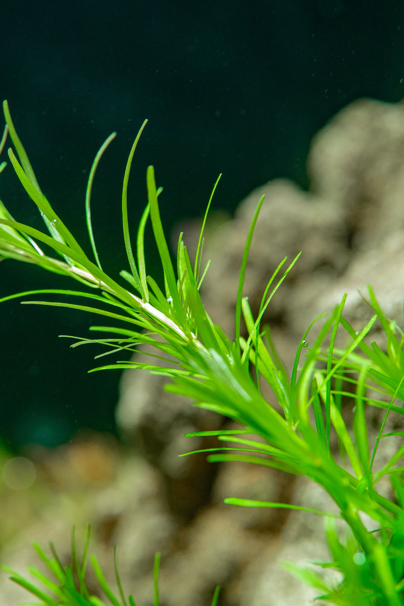 Healthy Mayaca Fluviatilis aquatic plant from ACW, showcasing vibrant green stems and fine, grass-like foliage.