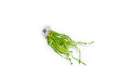 Aquatic Mayaca Fluviatilis plant from ACW with slender green stems and fine leaves, ideal for freshwater aquariums.