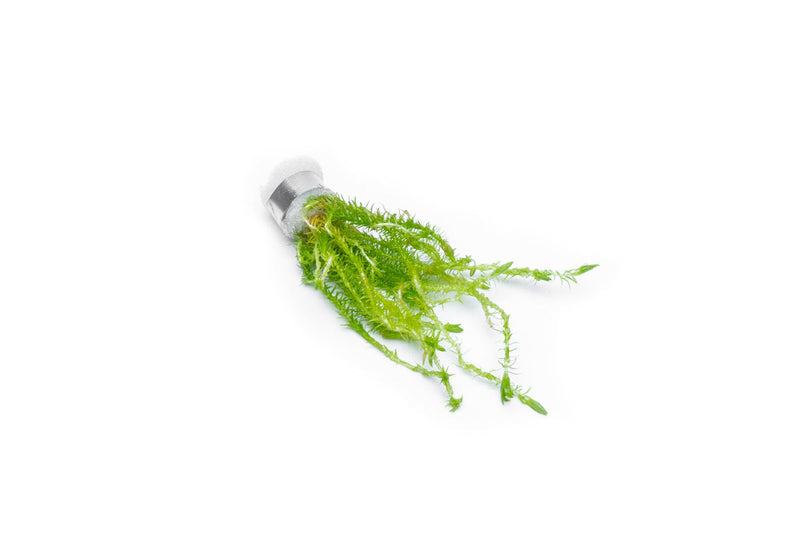 Aquatic Mayaca Fluviatilis plant from ACW with slender green stems and fine leaves, ideal for freshwater aquariums.