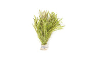 Mayaca Sellowiniana aquatic plant from IS, featuring slender green stems and fine foliage, ideal for freshwater aquariums.