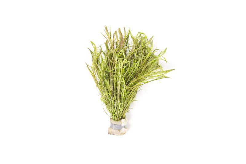 Mayaca Sellowiniana aquatic plant from IS, featuring slender green stems and fine foliage, ideal for freshwater aquariums.