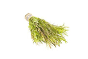 Mayaca Sellowiniana aquatic plant from IS, showing slender green stems and fine leaves ideal for freshwater aquariums.