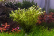 Healthy Mayaca Sellowiniana aquatic plant by IS with slender green stems and fine leaves, ideal for freshwater aquariums.