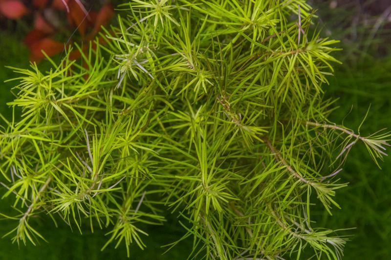 Mayaca sellowiniana aquatic plant from IS, showing green, grass-like foliage ideal for freshwater aquariums.