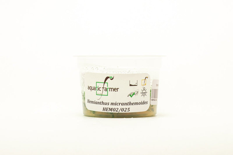 Hemianthus Micranthemoides (Pearl Weed) Aquatic Farmer Tissue Culture Aquatic Plant - Buce Plant