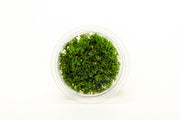 Hemianthus Micranthemoides (Pearl Weed) Aquatic Farmer Tissue Culture Aquatic Plant - Buce Plant