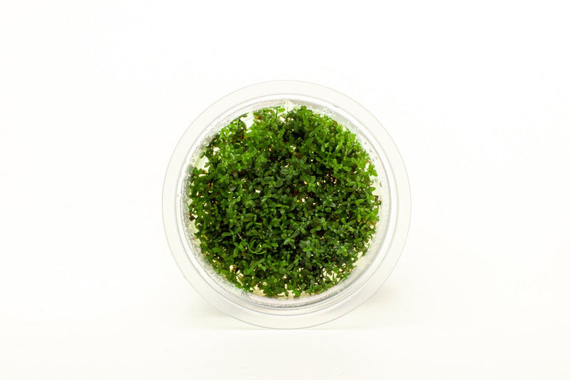 Hemianthus Micranthemoides (Pearl Weed) Aquatic Farmer Tissue Culture Aquatic Plant - Buce Plant