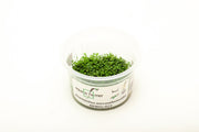 Hemianthus Micranthemoides (Pearl Weed) Aquatic Farmer Tissue Culture Aquatic Plant - Buce Plant