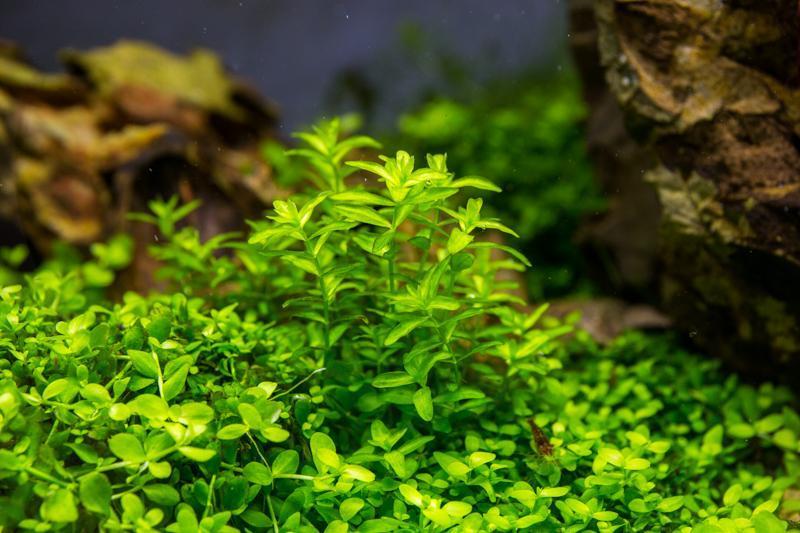 Micranthemum Micranthemoides (Pearl Weed) UNS Tissue Culture Aquatic Plant - Buce Plant