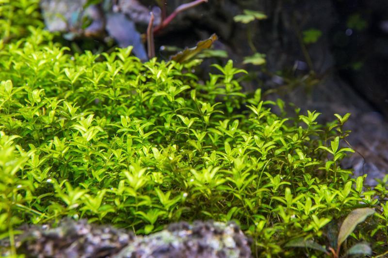 Micranthemum Micranthemoides (Pearl Weed) UNS Tissue Culture Aquatic Plant - Buce Plant