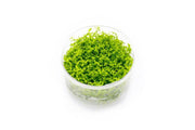 Micranthemum Micranthemoides (Pearl Weed) UNS Tissue Culture Aquatic Plant - Buce Plant