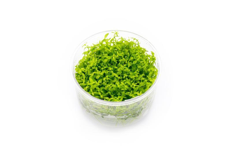 Micranthemum Micranthemoides (Pearl Weed) UNS Tissue Culture Aquatic Plant - Buce Plant