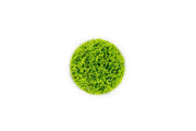 Micranthemum Micranthemoides (Pearl Weed) UNS Tissue Culture Aquatic Plant - Buce Plant