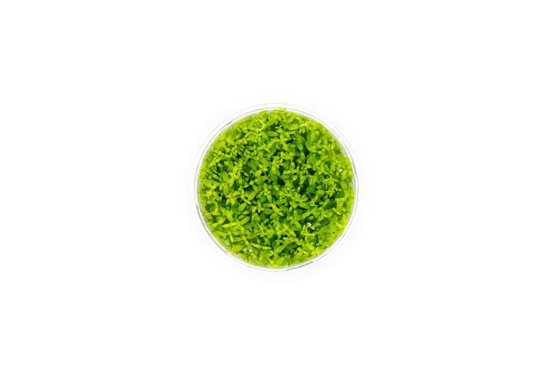 Micranthemum Micranthemoides (Pearl Weed) UNS Tissue Culture Aquatic Plant - Buce Plant