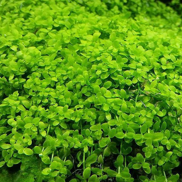 Healthy Micranthemum 'Monte Carlo' aquatic plant from CPA with vibrant green, low-growing foliage perfect for freshwater aquariums.