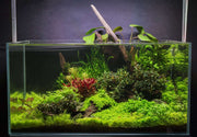 Healthy Micranthemum 'Monte Carlo' aquatic plant by CPA with bright green, dense foliage for freshwater aquariums.