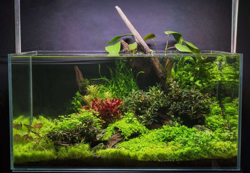 Healthy Micranthemum 'Monte Carlo' aquatic plant by CPA with bright green, dense foliage for freshwater aquariums.