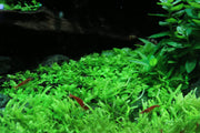 Healthy Micranthemum 'Monte Carlo' aquatic plant from CPA with lush green, low-growing foliage suitable for freshwater aquariums.
