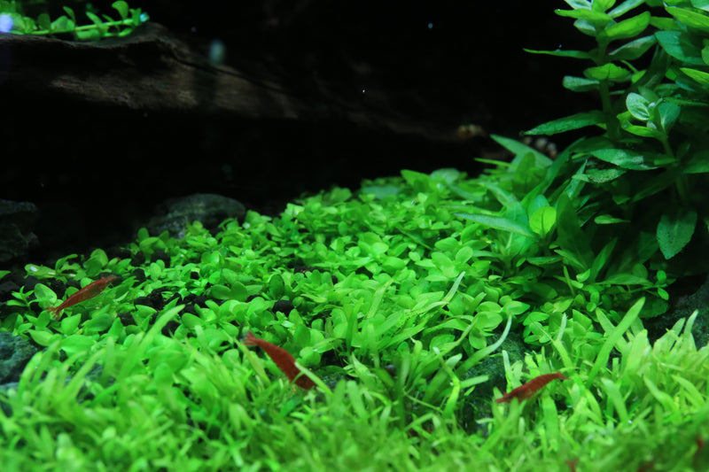 Healthy Micranthemum 'Monte Carlo' aquatic plant from CPA with lush green, low-growing foliage suitable for freshwater aquariums.