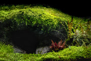 Healthy Micranthemum 'Monte Carlo' aquatic plant from CPA with vibrant green, low-growing foliage suitable for freshwater aquariums.