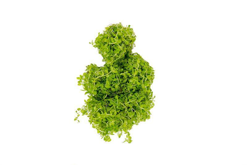 Healthy Micranthemum 'Monte Carlo' aquatic plant from CPA, showing dense green foliage suitable for freshwater aquariums.