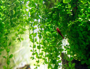 Healthy Micranthemum 'Monte Carlo' aquatic plant from CPA, showcasing lush green growth perfect for freshwater aquariums.